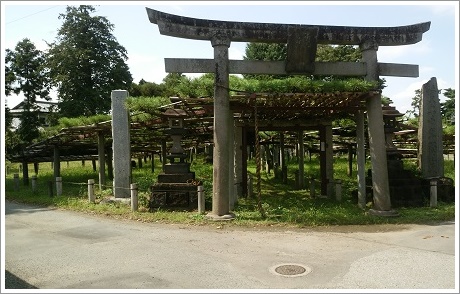 菅原神社前の連取のマツ（笠松）