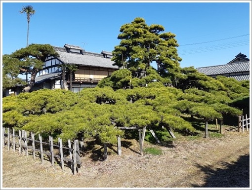 萩原の大笠松
