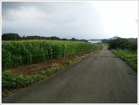 赤城のおばけ坂に通ずる道の左にはモロコシ畑