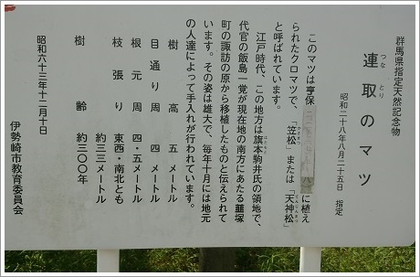 連取のマツ案内板（群馬県指定天然記念物）